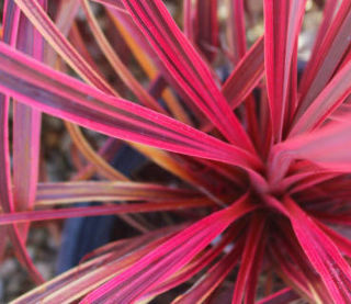 Picture of Cordyline Salsa