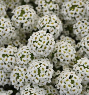 Picture of Lobularia Easy Breezy White Summer