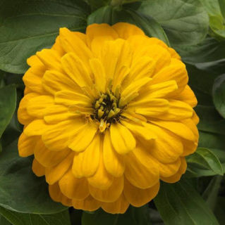 Picture of Zinnia Zesty Yellow 