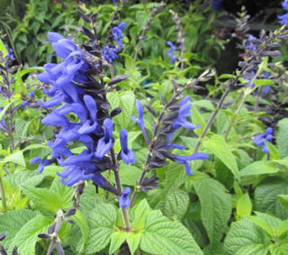 Picture of Salvia Black & Blue 