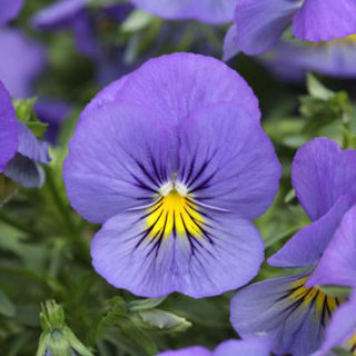 Picture of Pansy Cool Wave Blue Skies