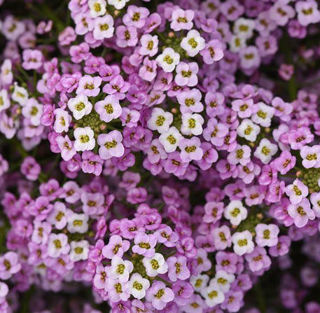 Picture of Lobularia Easy Breezy Pink Summer