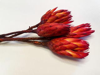 Protea Repens Dried Red