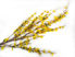 Picture of Forsythia Yellow Artificial 2-Bunch 36"