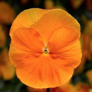 Picture of Pansy Delta Pro Orange Clear
