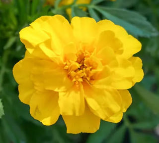 Picture of Marigold Durango Yellow