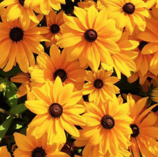 Picture of Rudbeckia Sunspot Gold