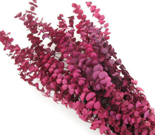 Picture of Eucalyptus Preserved Deep Pink Bunch