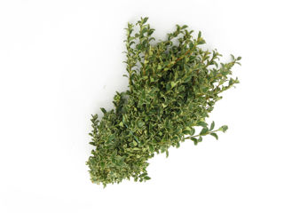 Picture of Boxwood English Variegated Bunch