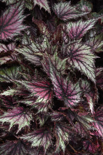 Picture of Begonia Rex Jurrasic Jr Fire Spike