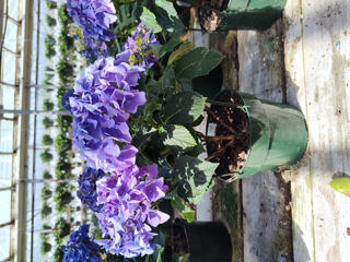 Picture of Hydrangea Value Grade Blue