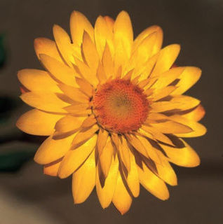 Picture of Bracteantha Mohave Basket Yellow