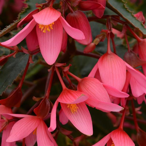 Begonia Beauvilia Assorted Hanging Basket I Clesen Wholesale
