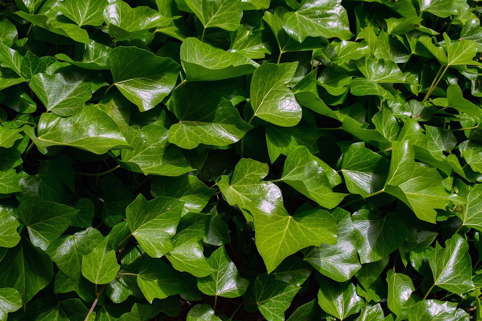 Ivy English Green - Clesen Wholesale